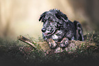 Australian Shepherd