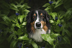 Australian Shepherd