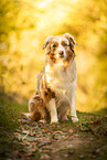Australian Shepherd