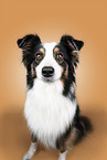 Australian Shepherd