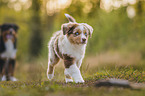 Australian Shepherds