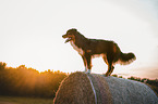 Australian Shepherd