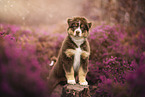 Australian Shepherds Welpe