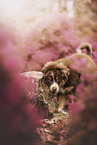 Australian Shepherd Welpe