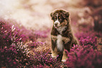 Australian Shepherd Welpe