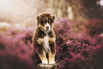 Australian Shepherd Welpe