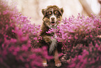 Australian Shepherd Welpe