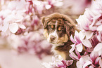 Australian Shepherd Welpe