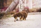 Australian Shepherd Welpe