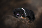 Australian Shepherd
