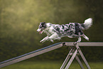Australian Shepherd