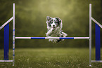 Australian Shepherd