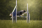 Australian Shepherd