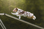 Australian Shepherd