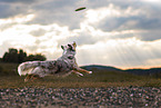 Australian Shepherd