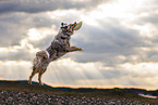 Australian Shepherd