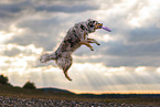 Australian Shepherd