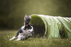 Australian Shepherd