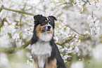 Australian Shepherd