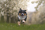 Australian Shepherd