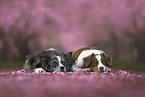 Australian Shepherd