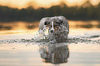 Australian Shepherd