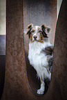 Australian Shepherd