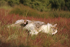 red-merle Australian Shepherd