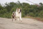 red-merle Australian Shepherd