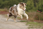 red-merle Australian Shepherd