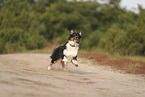 black-tri Australian Shepherd
