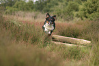 black-tri Australian Shepherd