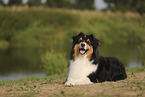 black-tri Australian Shepherd