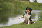 black-tri Australian Shepherd