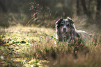 blue-merle Australian Shepherd