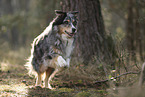 blue-merle Australian Shepherd