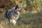 blue-merle Australian Shepherd