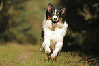 black-tri Australian Shepherd