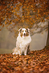 Australian Shepherd