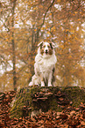 Australian Shepherd