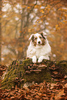 Australian Shepherd