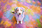 Australian Shepherd