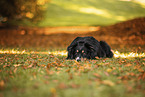 Australian Shepherd