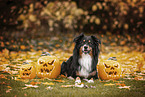 Australian Shepherd