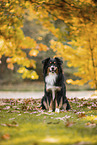 Australian Shepherd
