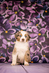 Australian Shepherd Welpe