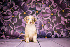 Australian Shepherd Welpe