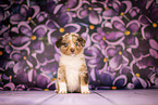 Australian Shepherd Welpe