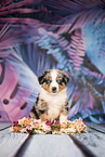 Australian Shepherd Welpe