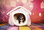 Australian Shepherd Welpe